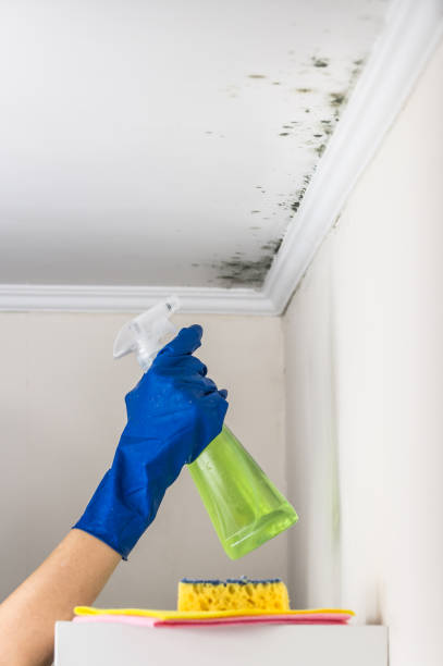 Best Commercial Mold Remediation in Bemiss, GA